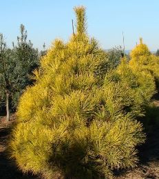 Pinus radiata Aurea, Golden Monterey Pine - Pb6.5w