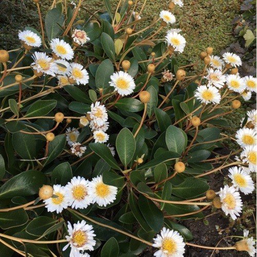 Pachystegia rufa, Marlborough Rock Daisy - Pb6.5