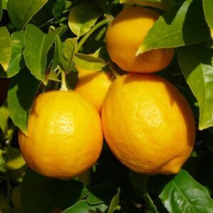 Lemon Meyer - 8Lt