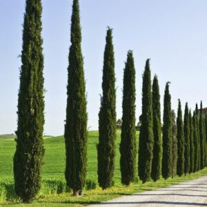Cupressus Stricta, Italian Cypress - Pb6.5
