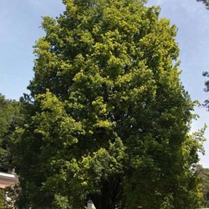 Quercus cerris, Turkey Oak - Pb6.5