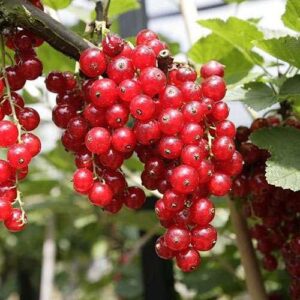 Currant Red Gloria de Versailles - Pb6.5