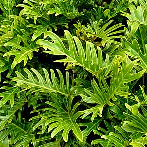 Philodendron Xanadu - 2.5L