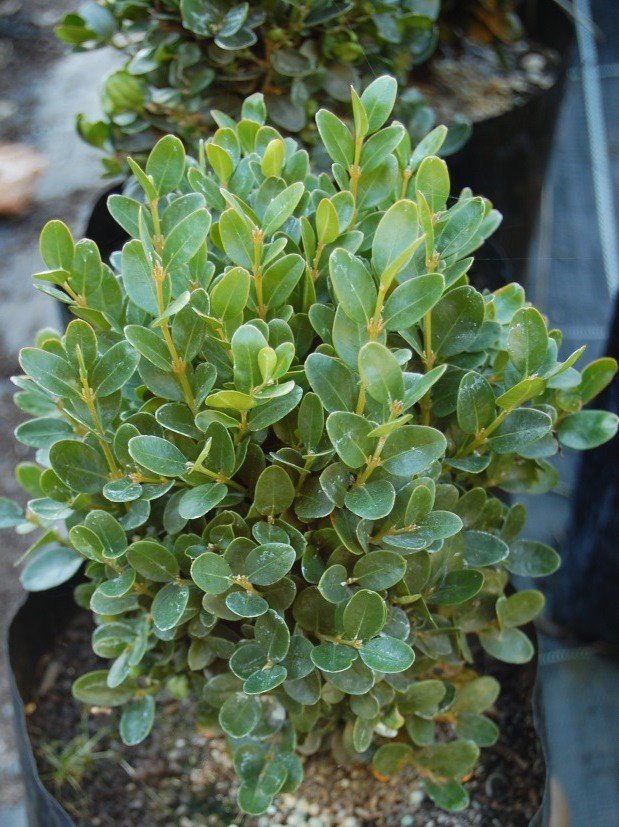 Buxus suffruticosa, Dwarf Box - Tube