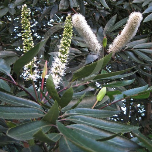 Cunonia capensis, Butter-Knife Tree - Pb8/Pb12 - Image 2