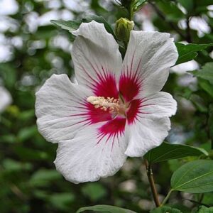 Hibiscus Red Heart - Pb6.5 (50/60)