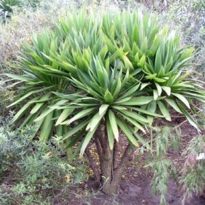 Cordyline obtecta Green Goddess - Pot (20/30)