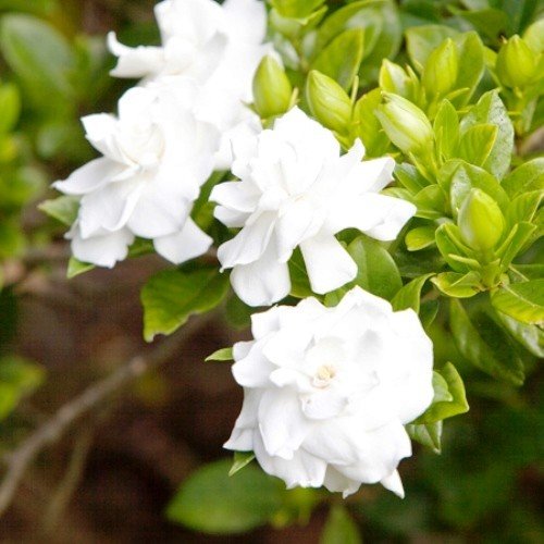 Gardenia Lace Lady - Pb6.5 - Image 2