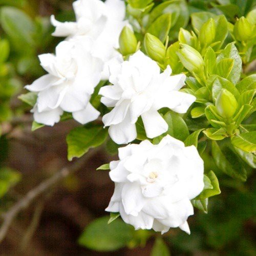Gardenia Lace Lady - Pb6.5