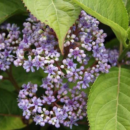 Dichroa Blue Stars - Pb5/Pb6.5 - Image 2