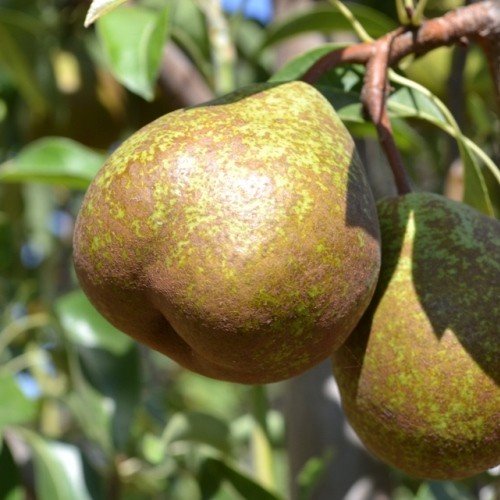Pear Double Winter Nelis/Beurre Bosc - Pb18 - Image 2