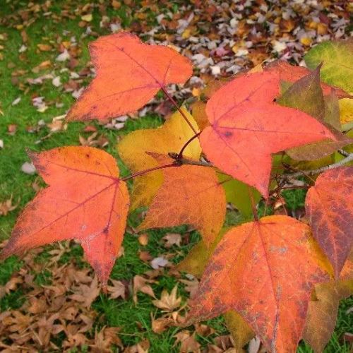 Liquidambar Monticola, Beautiful Sweetgum - Pb40 - Image 2
