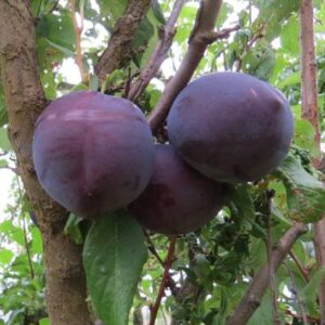 Plum Black Amber - Pb18
