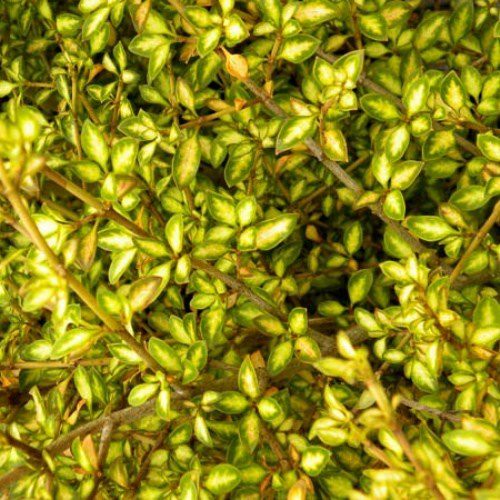 Coprosma Beatson's Gold - Pb5