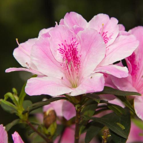 Azalea Splendens - 1.25Ltr - Image 2