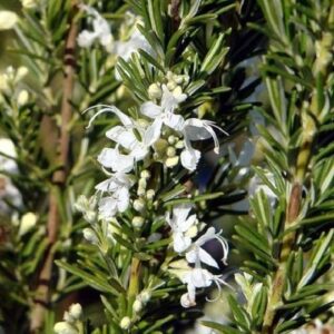 Rosmarinus Lady in White - 2Ltr/2.5Ltr