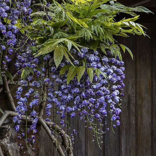 Wisteria Black Dragon - 2.5Ltr