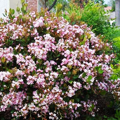 Rhaphiolepis i. Springtime - 2.4Ltr