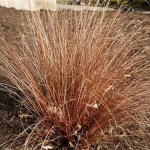 Carex buchananii, Buchanan's Sedge - Pot