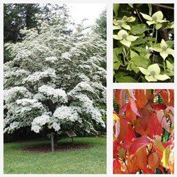 Cornus kousa China Girl - Pb18