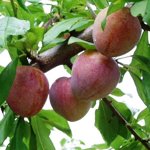 Plum Elephant Heart - Pb18 - Image 2