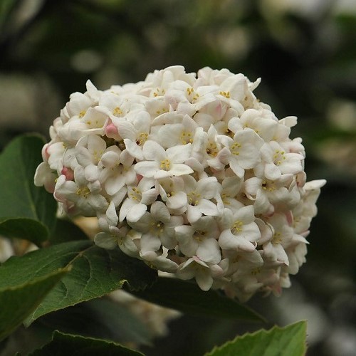 Viburnum carlesii, Arrowwood -Pb5 - Image 2