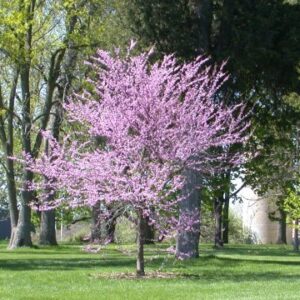 Cercis canadensis - Pb28