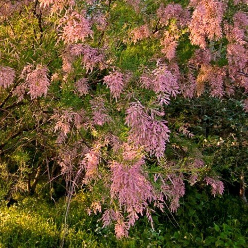 Tamarix pentandra, Salt Cedar - Pb6.5 - Image 2