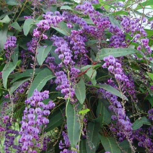 Hardenbergia violacea Purple Spray - 1.5Ltr - Image 2