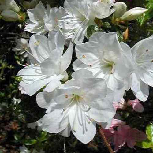 Azalea Popcorn - 1.25Ltr - Image 2
