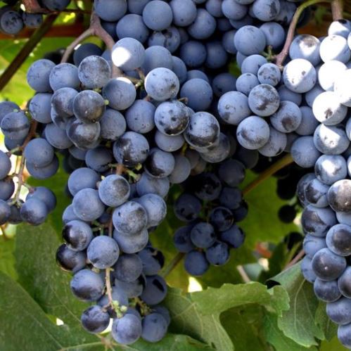 Grape Muscat Hamburg - Pb6.5