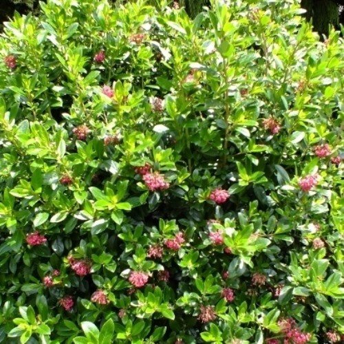 Escallonia Apple Blossom - Pb5 - Image 2