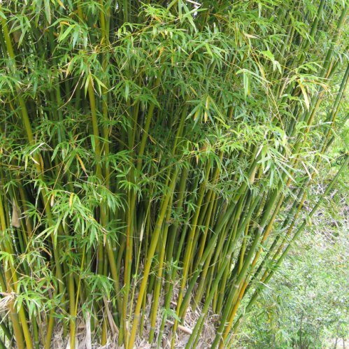 Bambusa gracillima - pb6.5 (70/80)