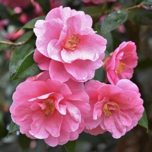 Camellia Donation - Pb6.5 (60/80) - Image 2
