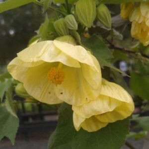 Abutilon Cream Delight - 2.5Ltr