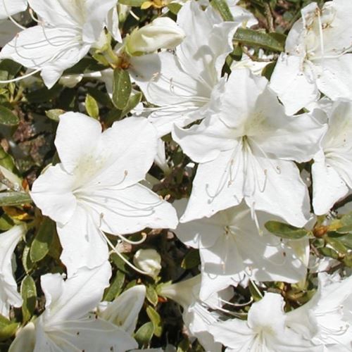 Azalea Palestrina - 1.25Ltr - Image 2