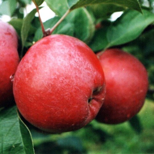 Apple Spartan - Pb12 - Image 2