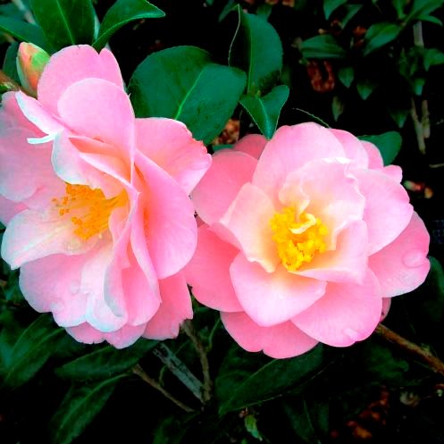 Camellia Sugar And Spice - 2.5Ltr - Image 2