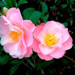 Camellia Sugar And Spice - 2.5Ltr