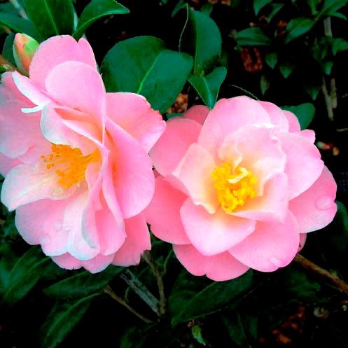 Camellia Sugar And Spice - 2.5Ltr