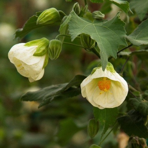 Abutilon Lucky Lantern White - 2Ltr/Pb6.5 - Image 2