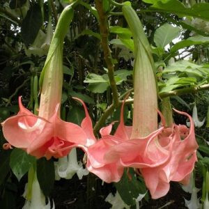 Brugmansia Charlotte, Angel's Trumpet