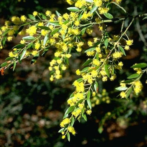 Acacia howittii, Howitt's Wattle - Standard - Image 2