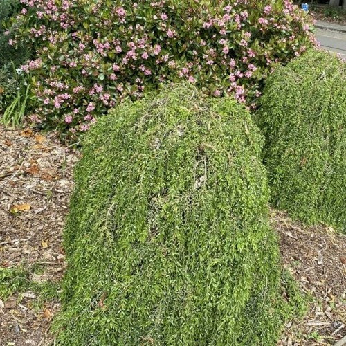 Acacia howittii, Howitt's Wattle - Standard