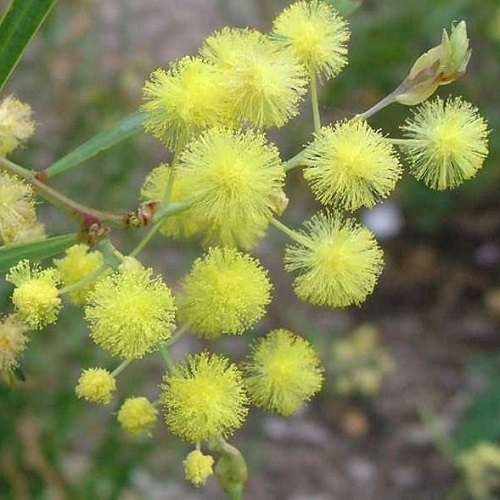 Acacia iteaphylla, Willow-leaf Wattle - Pb6.5 - Image 2