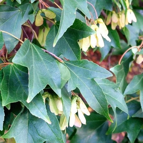 Acer buergerianum, Trident Maple - Pb12/Pb18 - Image 2