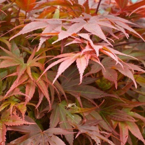 Acer Pixie