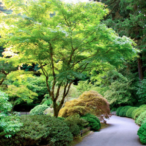 Acer palmatum - 25Ltr