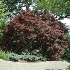 Acer Burgundy Lace - 25Ltr