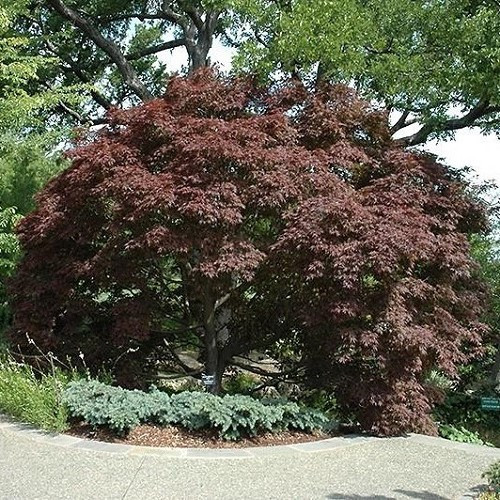 Acer Burgundy Lace - 25Ltr